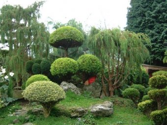 A beautiful garden showcasing the wide variety of plants one can use