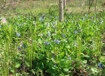 A mass planting of native ferns and Virginia bluebells is simple but very effective.