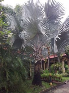 Blue Latan Palm