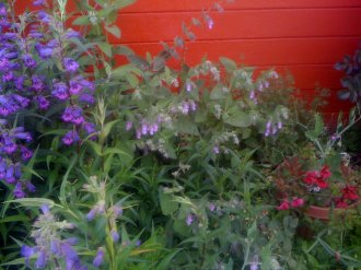 Detail of mixed flower bed, with Pitcher Sage (Lepechinia fragrens)