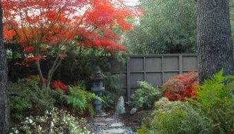 Fiery Japanese Maple in the garden offer a tasteful and colorful contrast to the green monotony