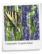 Lavender (Lavendula)