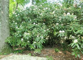 Native rhododendrons offer year round structure, shelter and nesting spots...an they were a favorite hiding place for my boys when they were growing up!