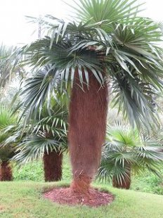 Old Man Palm- Coccothrinax crinita