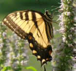 Swallowtail butterfly - Stamford garden