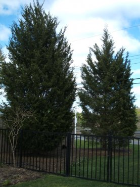 These native Eastern red cedars were planted to screen the client's pool from the road.