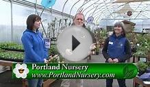 Portland Nursery Landscaping