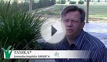 TANIKA® Lomandra is a drought tolerant landscape plant