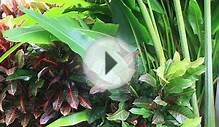 Tropical Landscape Design Including Crotons And Banana